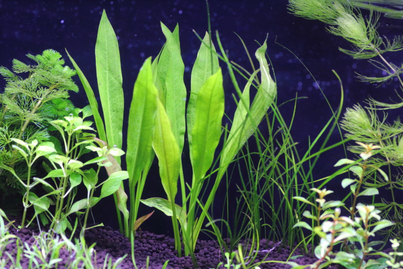 植栽から3日目　アマゾンソード